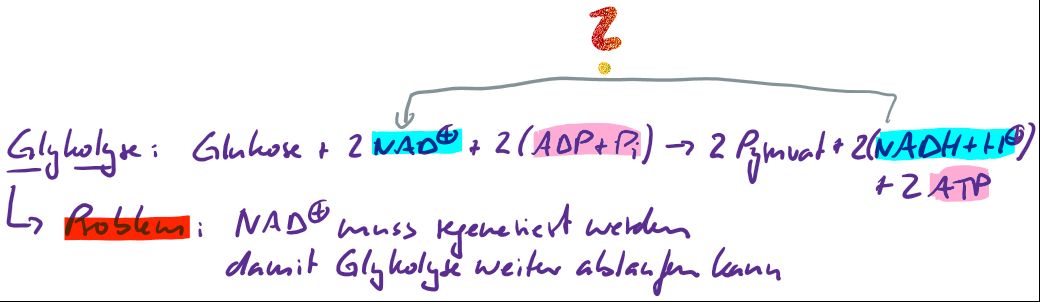 Für die Schule (02) Die Glykolyse BIOfunk Der Biologie Podcast